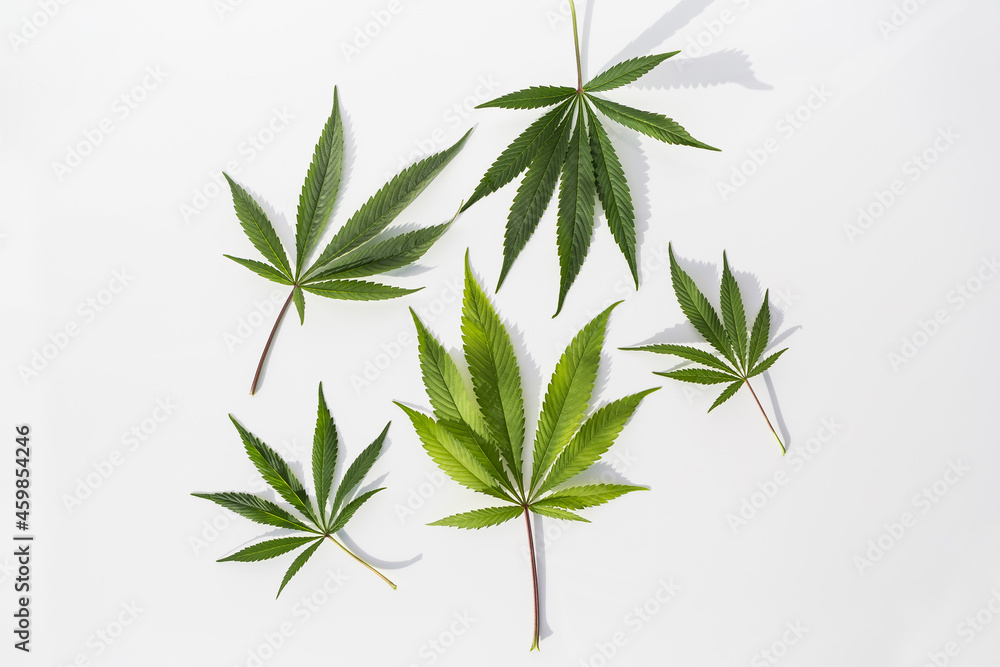 Marijuana plants on isolated white background Marijuana plants on isolated white background