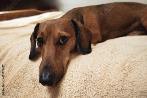 Portrait of a dachshund lying on the bed
