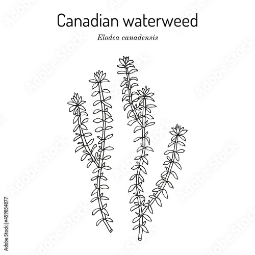 American or Canadian waterweed Elodea canadensis , aquatic plant photo