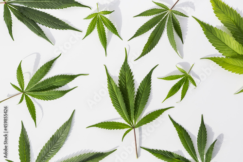Marijuana plants on isolated white background