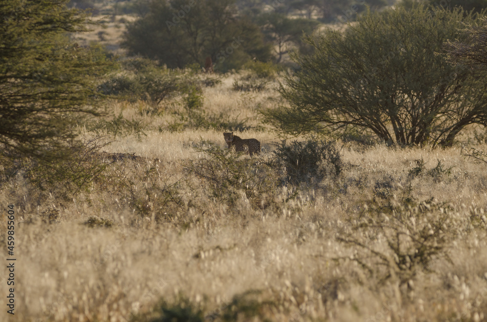 Wilde Tiere in Südafrika okonjima Wilde Tiere in Südafrika okonjima
