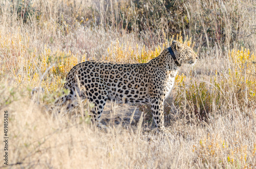 ein wilder Leopard in Südafrika