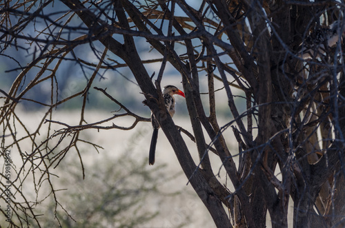 Wilde Tiere  in Südafrika okonjima