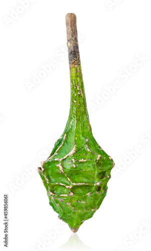 Calabash, also called bottle gourd, latin name Lagenaria Siceraria, variety Dinosaur.