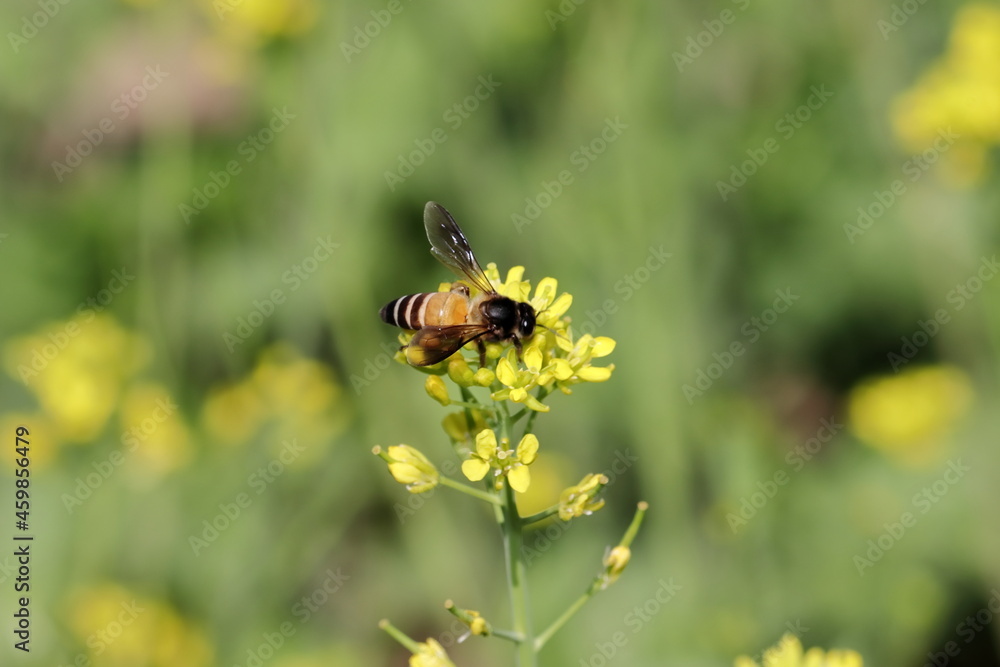 A bee collecting natural honey and beeswax from the yellow flowers of a green fresh organic Thai hybrid variety of mustard in the mustard field with defocused background of mustard field A bee collecting natural honey and beeswax from the yellow flowers of a green fresh organic Thai hybrid variety of mustard in the mustard field with defocused background of mustard field
