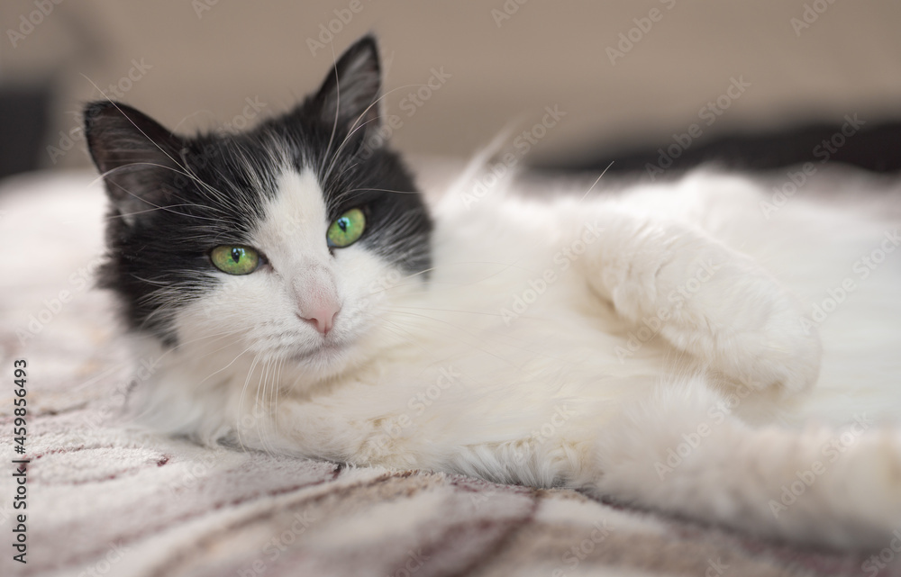 domestic cat black and white color felix at home in an apartment in a familiar habitat, indoors. green eyes