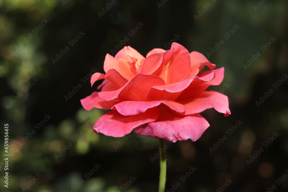 Large sized pink flowers of a fresh organic Thai hybrid variety growing on a rose plant with defocused background of nature