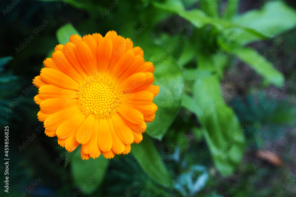a small yellow bud of marigolds grows in a flower bed near the house with green leaves . Spring flowers in the garden a small yellow bud of marigolds grows in a flower bed near the house with green leaves . Spring flowers in the garden
