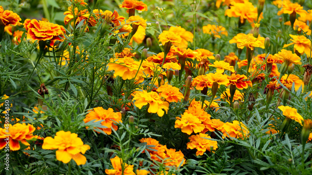 many yellow flowers of the marigold species grow in the garden