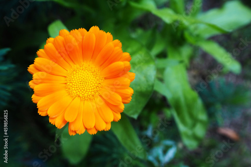 a small yellow bud of marigolds grows in a flower bed near the house with green leaves . Spring flowers in the garden