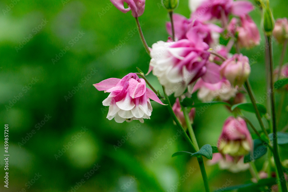 Aquilegia (granny's bonnet, columbine) in the summer garden. White-pink double flowers. Aquilegia (granny's bonnet, columbine) in the summer garden. White-pink double flowers.