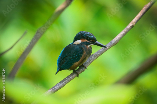 kingfisher on a branch with beautifully blurred background