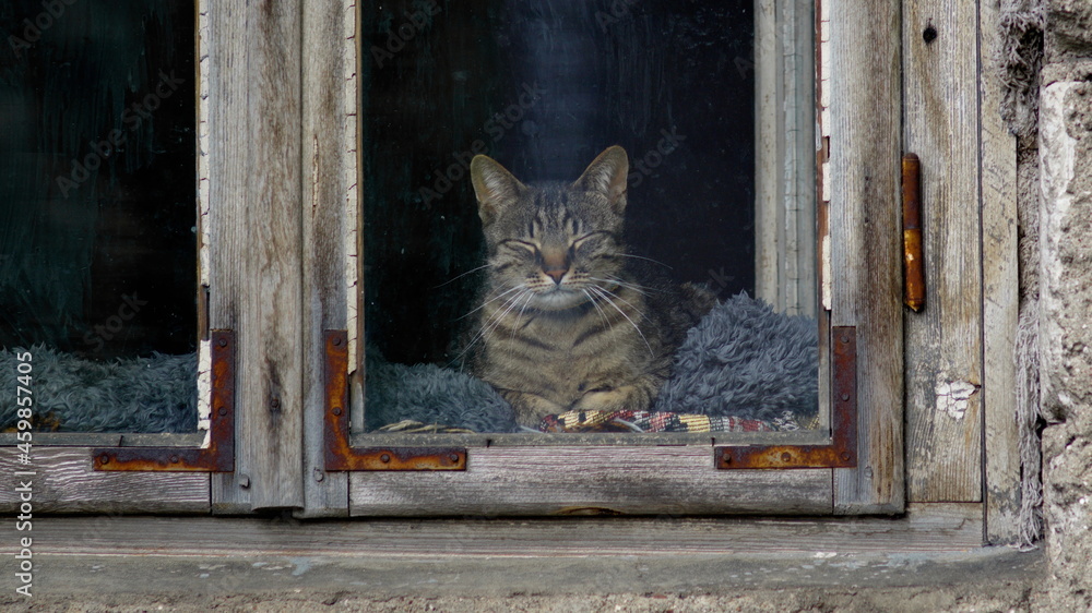 Kot śpiący w wiejskim oknie - obrazy, fototapety, plakaty 