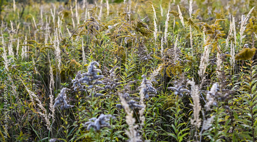autumn herbs. photo is out of focus. autumn landscape. blurred background. autumn herbs. photo is out of focus. autumn landscape. blurred background.