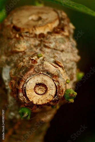 Closeup part of a plant