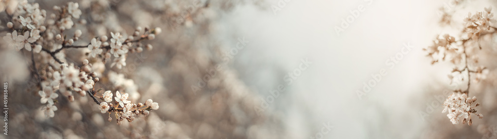 Beautiful spring nature scene with white blooming tree. Abstract blurred background. Soft selective focus with copy space web banner - obrazy, fototapety, plakaty 