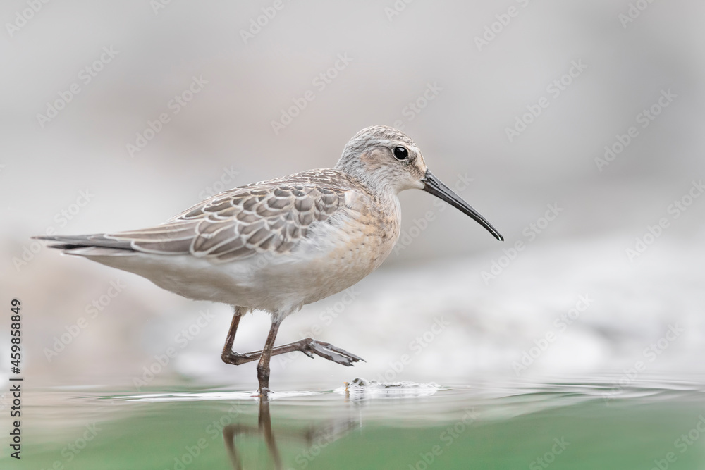 Fine art portrait of Curlew sandpiper in the water (Calidris ferruginea) Fine art portrait of Curlew sandpiper in the water (Calidris ferruginea)