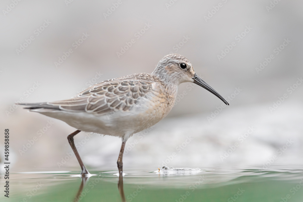 Amazing portrait of Curlew sandpiper at morning (Calidris ferruginea) Amazing portrait of Curlew sandpiper at morning (Calidris ferruginea)