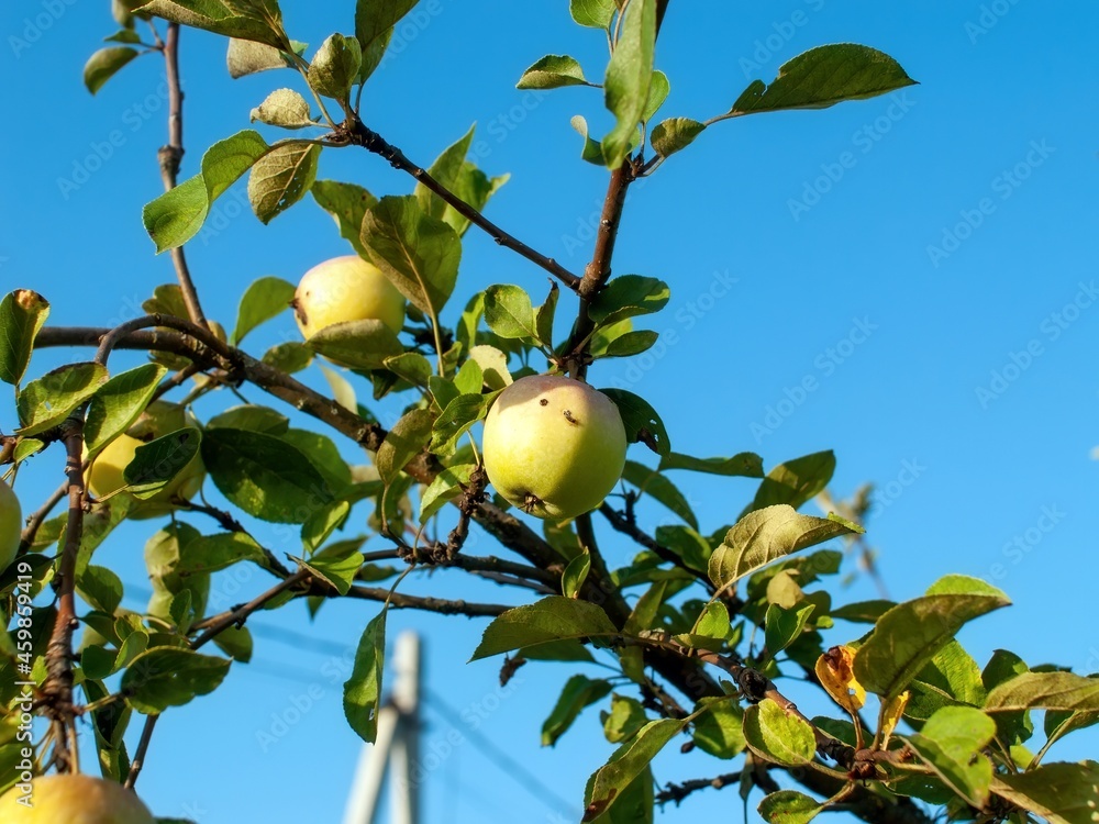 unripe apples on a branch in the garden