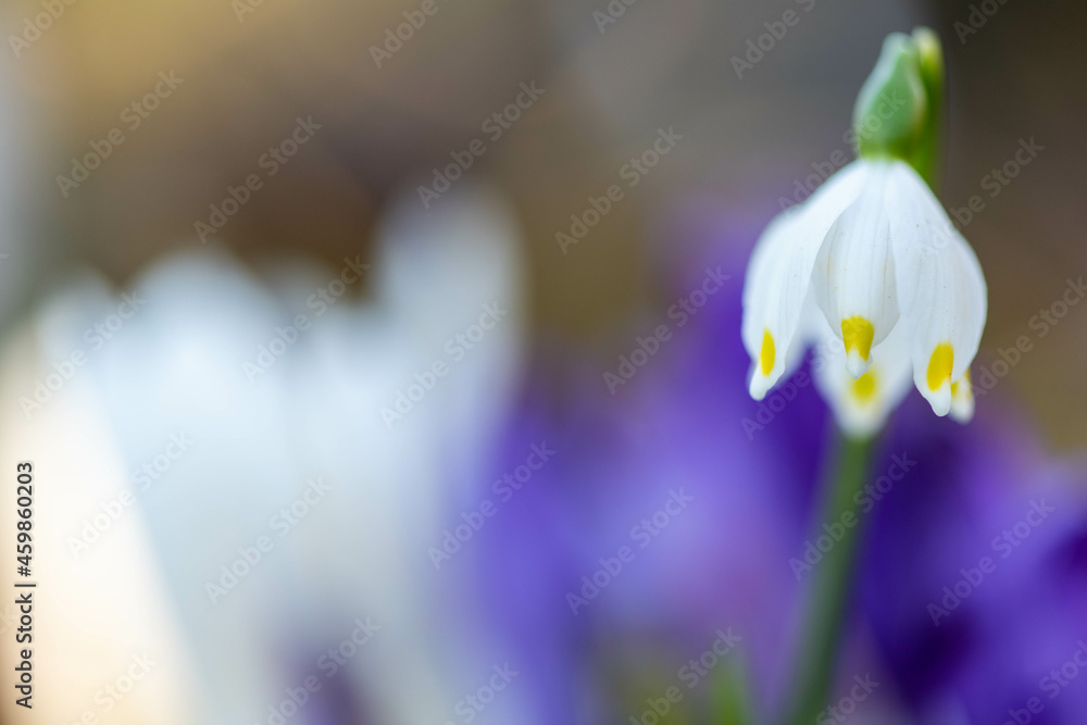 Campanellinno