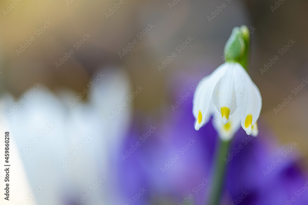 Campanellinno