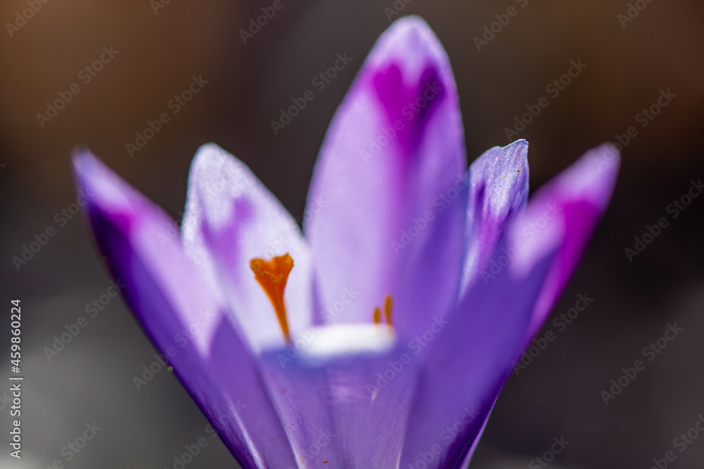 Crocus