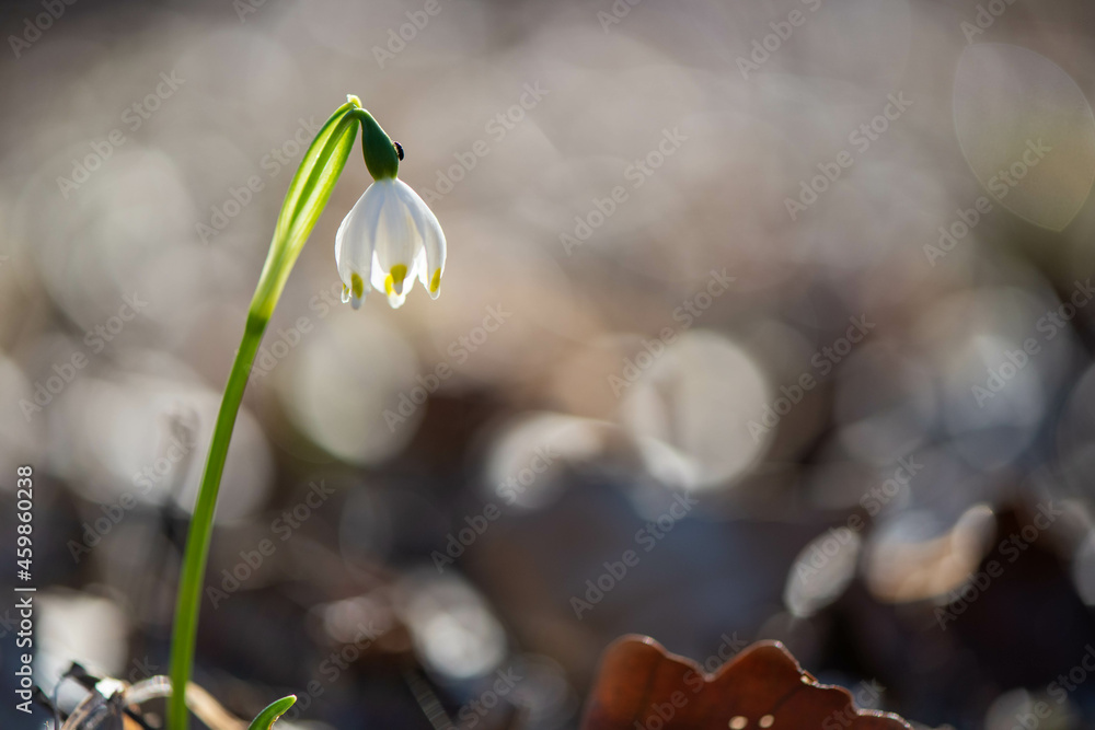 Campanellinno