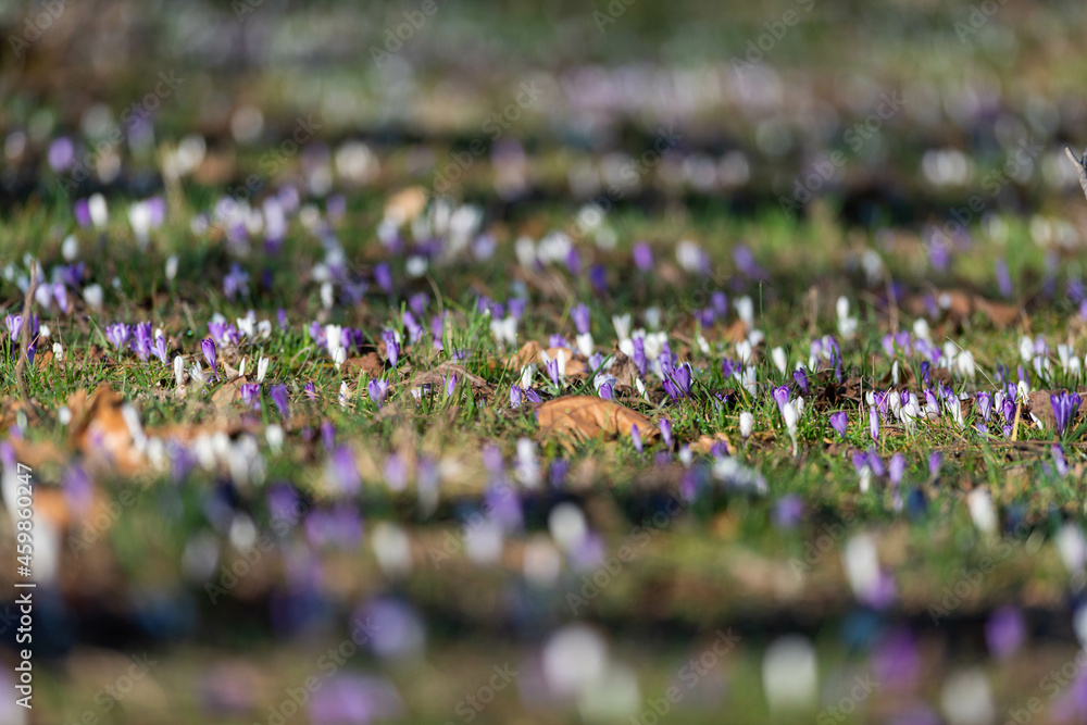 Crocus