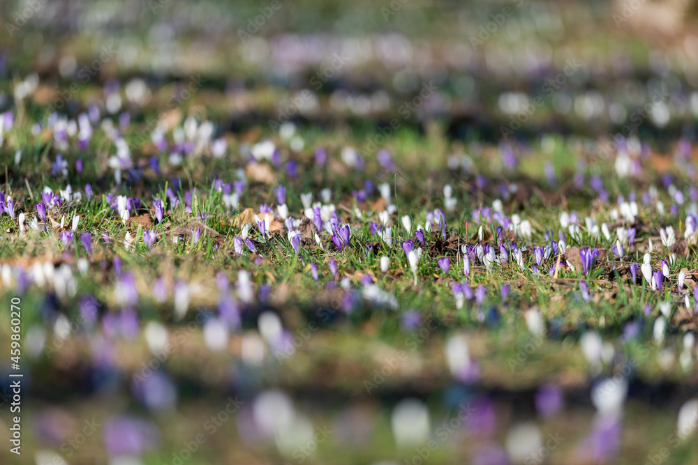 Crocus