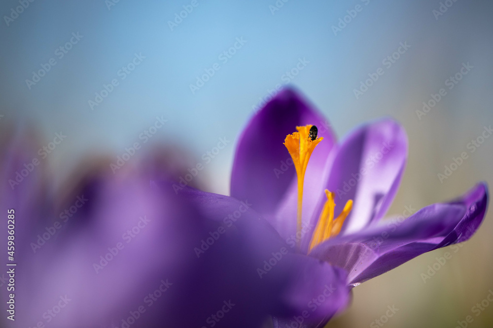 Crocus