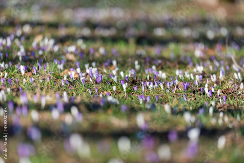Crocus