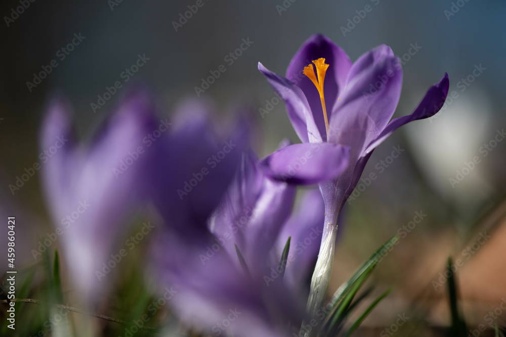 Crocus