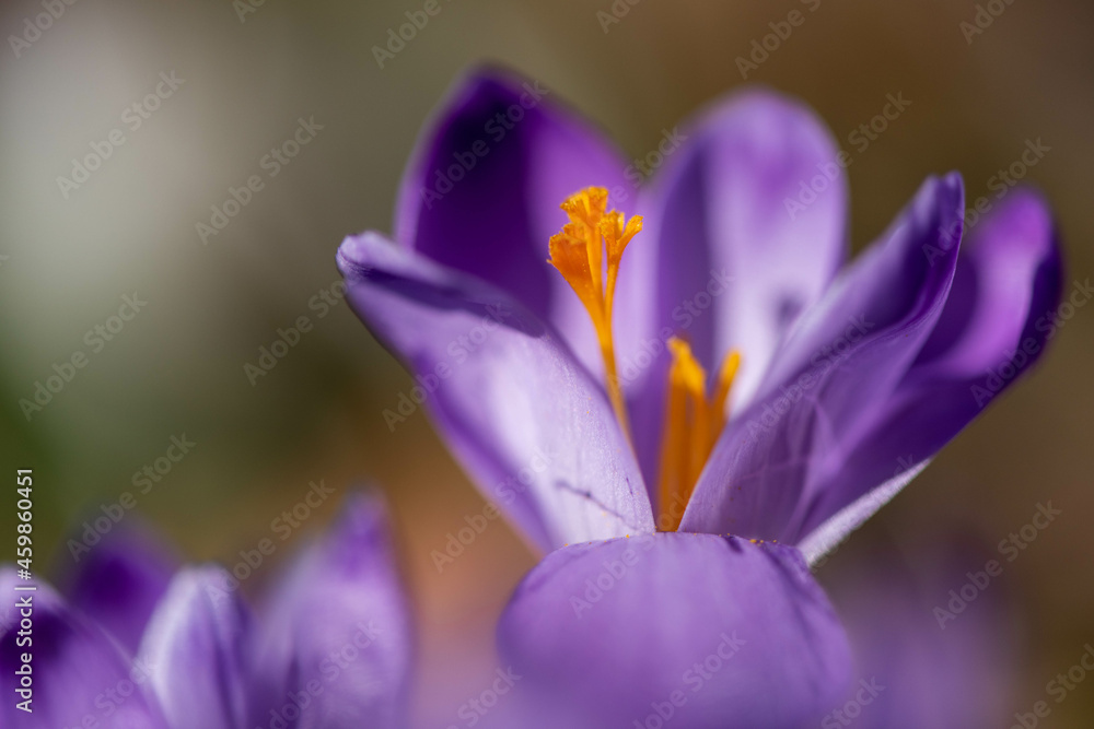 Crocus