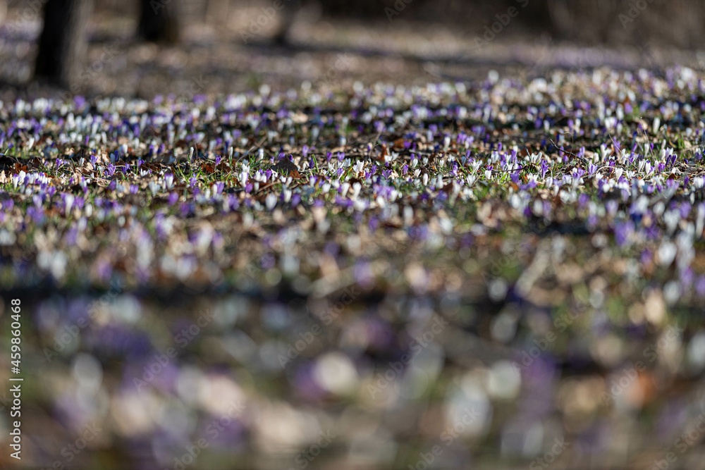 Crocus