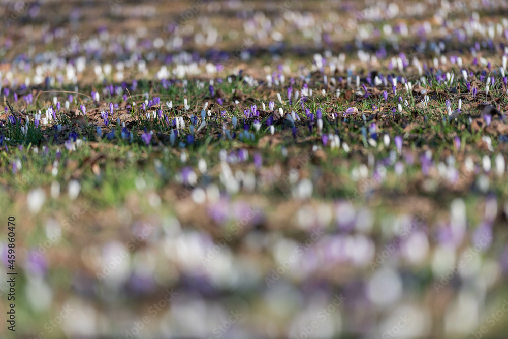 Crocus