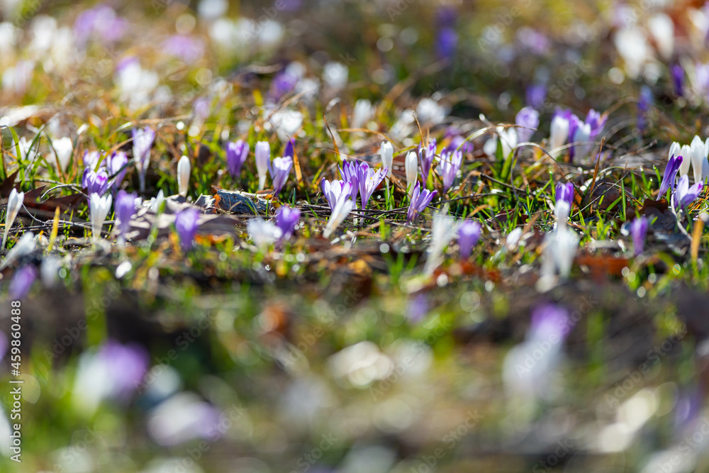 Crocus