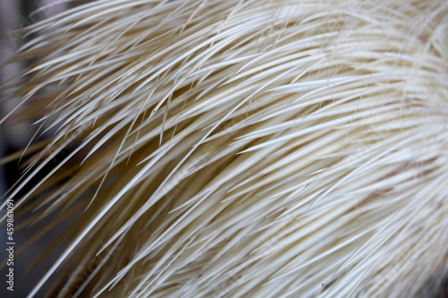 Closeup of hedgehog in the zoo