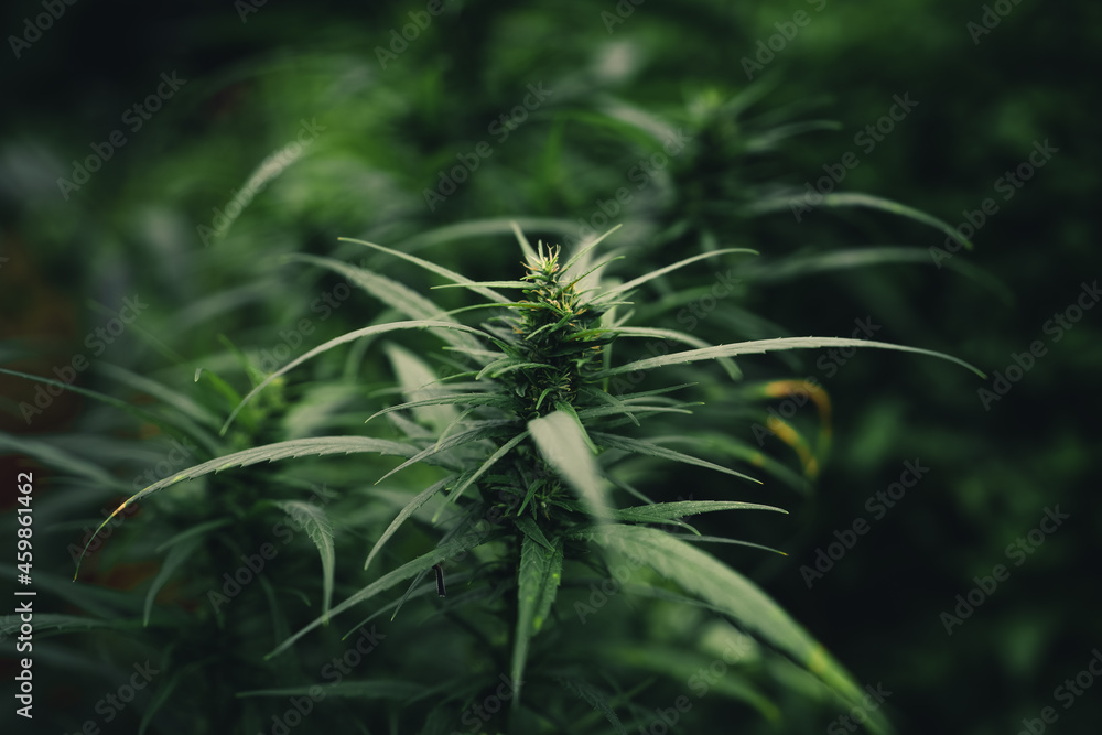 Cannabis sativa plant growing outdoors Cannabis sativa plant growing outdoors