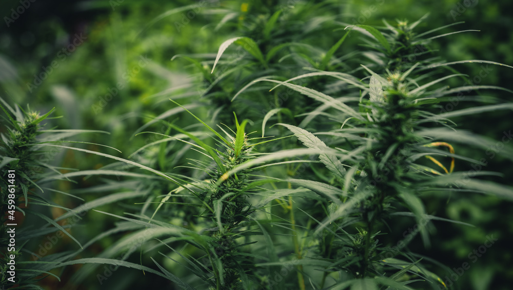 Cannabis sativa plant growing outdoors Cannabis sativa plant growing outdoors