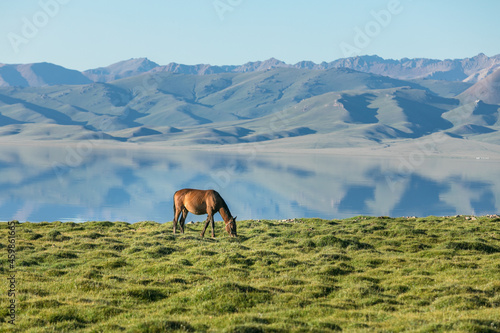 horse on green shore of high altitude mountain lake. High quality photo photo