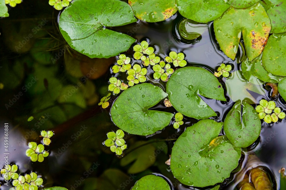 fresh green floating aquatic plants pattern and texure background seamless fresh green floating aquatic plants pattern and texure background seamless