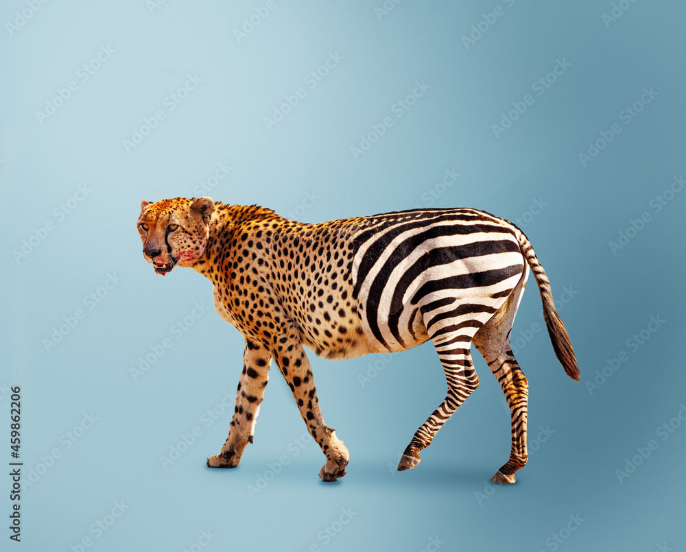 Half cheetah partially zebra predator vs herbivore - obrazy, fototapety, plakaty 