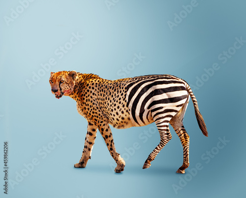 Fototapeta Half cheetah partially zebra predator vs herbivore