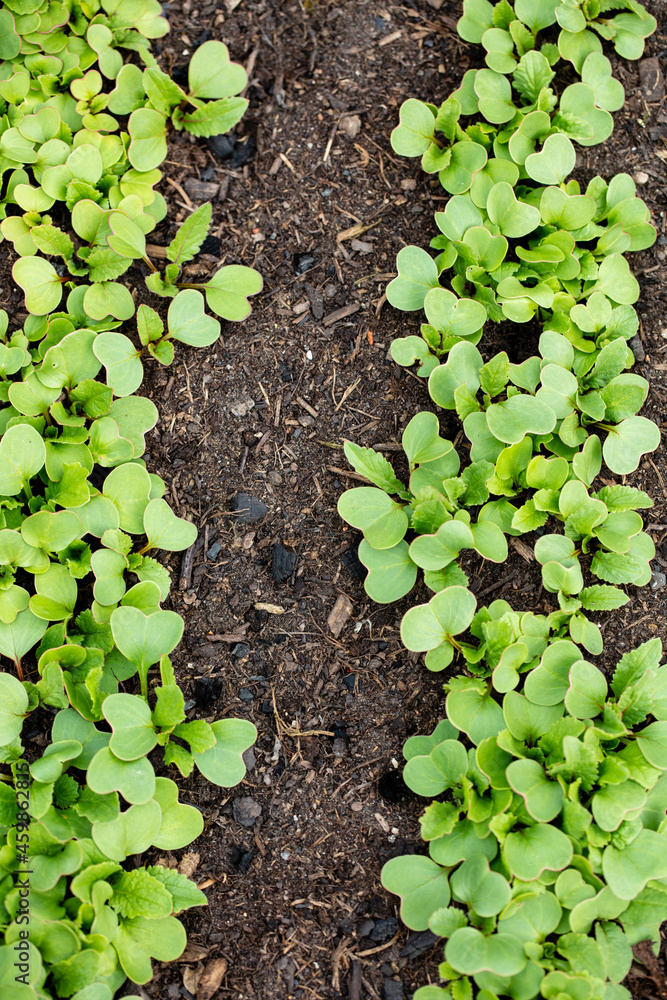 Background of fresh lettuce salad growth on the ground soil in the garden in spring season. Background of fresh lettuce salad growth on the ground soil in the garden in spring season.