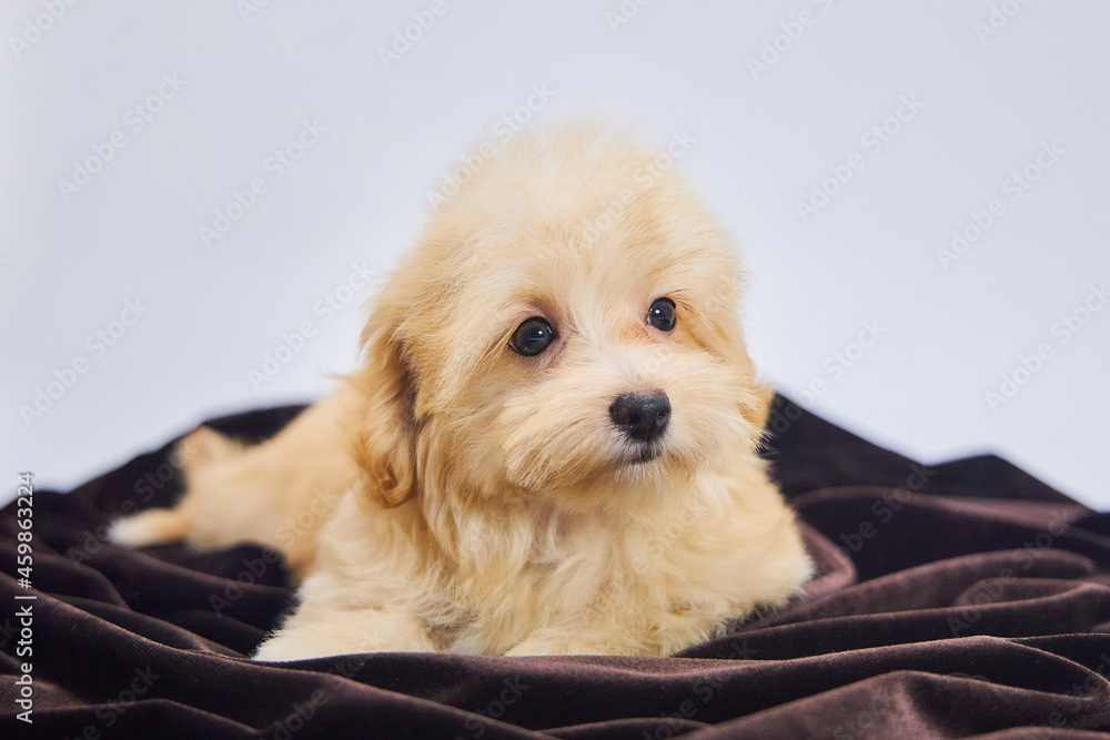 Maltese lapdog and poodle puppy. A new breed of miniature dogs. Maltese lapdog and poodle puppy. A new breed of miniature dogs.