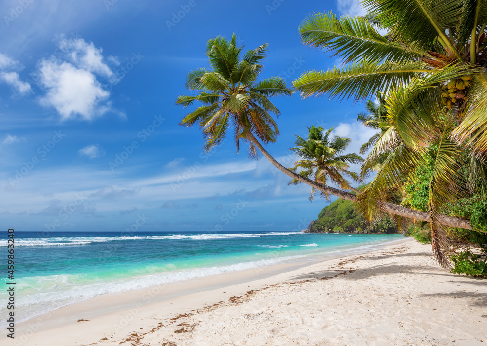 Tropical white sand beach with coco palms and the turquoise sea on Caribbean island. Summer vacation and tropical beach concept.