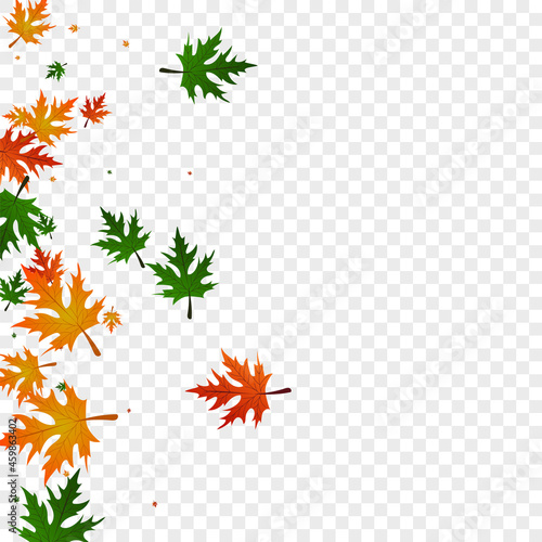 Gold Maple Background Transparent Vector. Leaf Seasonal Texture. Red Giving. Single Frame. Orange Leaves October. © Vlada Balabushka