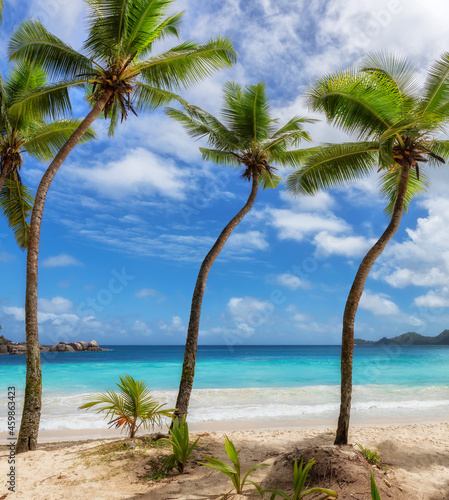 Coconut palm trees on tropical beach in paradise lagoon on island in the ocean.