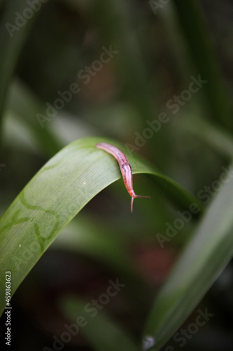 slug on agapanthus leaf