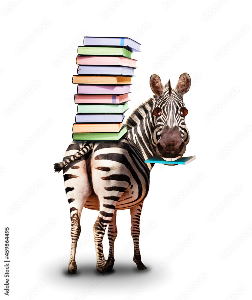 Fototapeta premium Zebra with books on the back and textbook concept